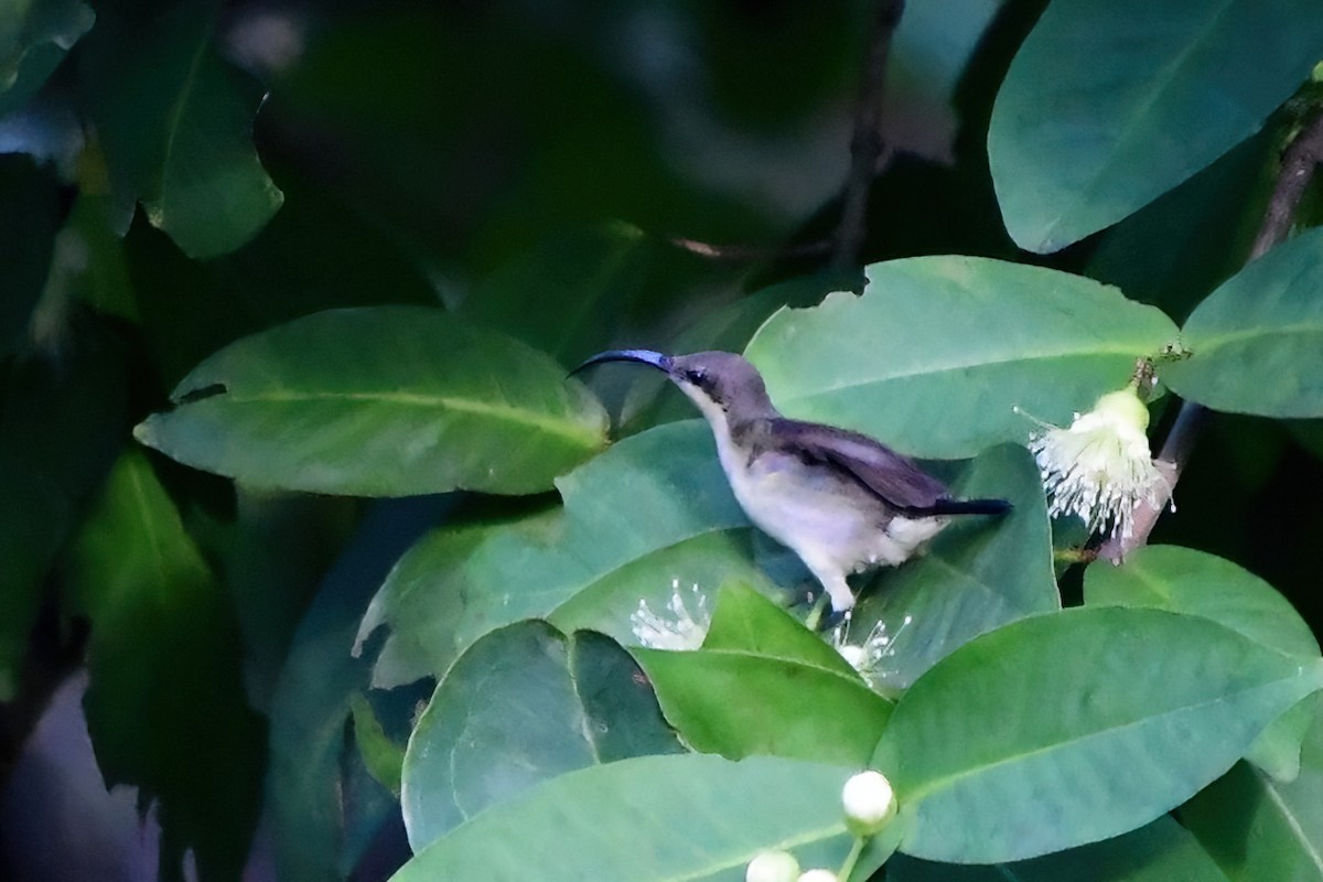 Loten's Sunbird - Eileen Gibney