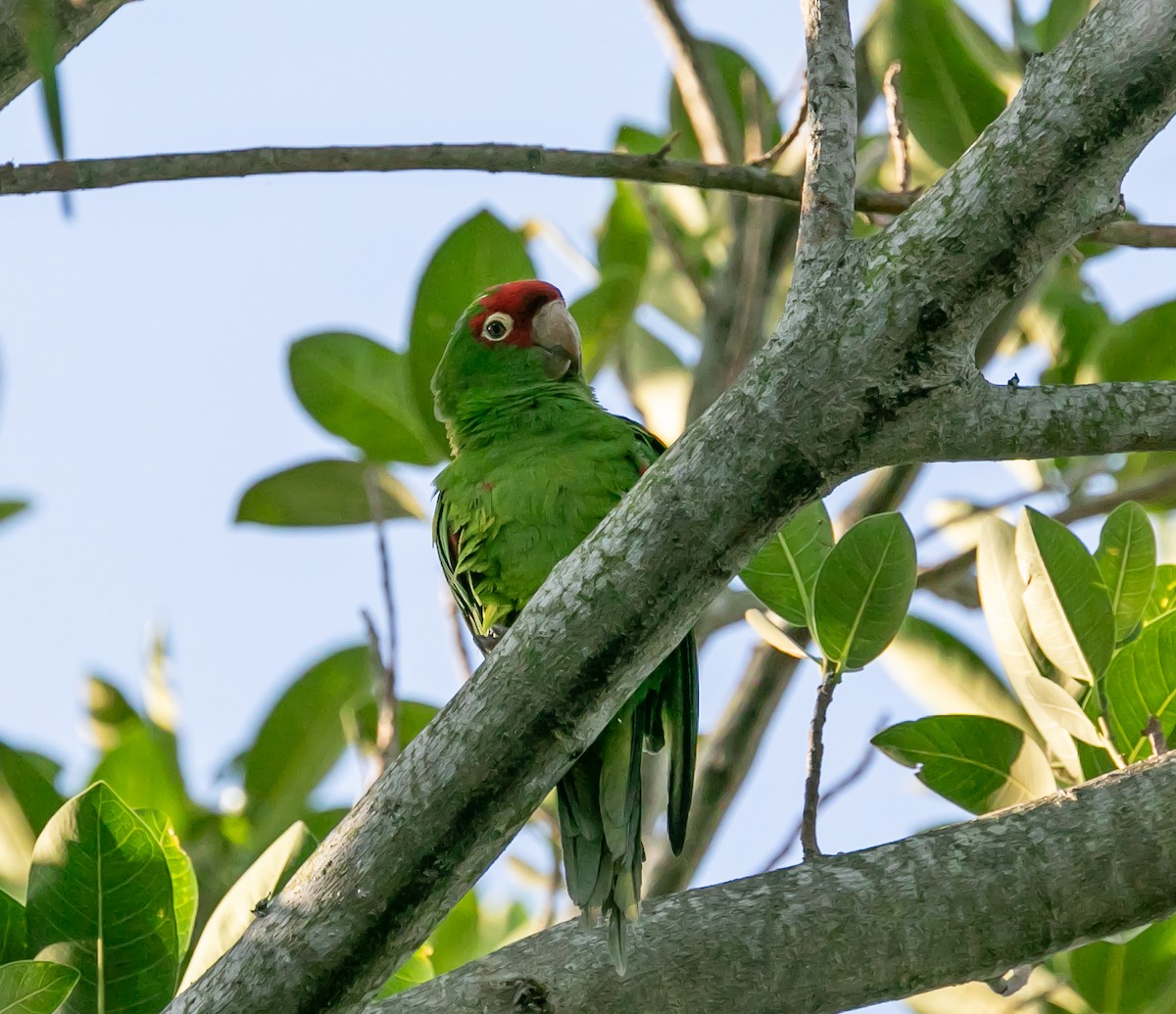 aratinga červenolící - ML619588045