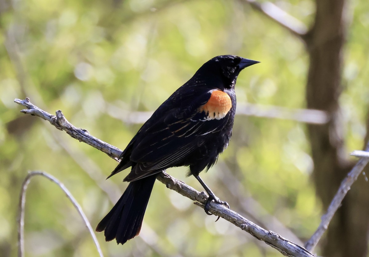 Red-winged Blackbird - Thomas Kleespies