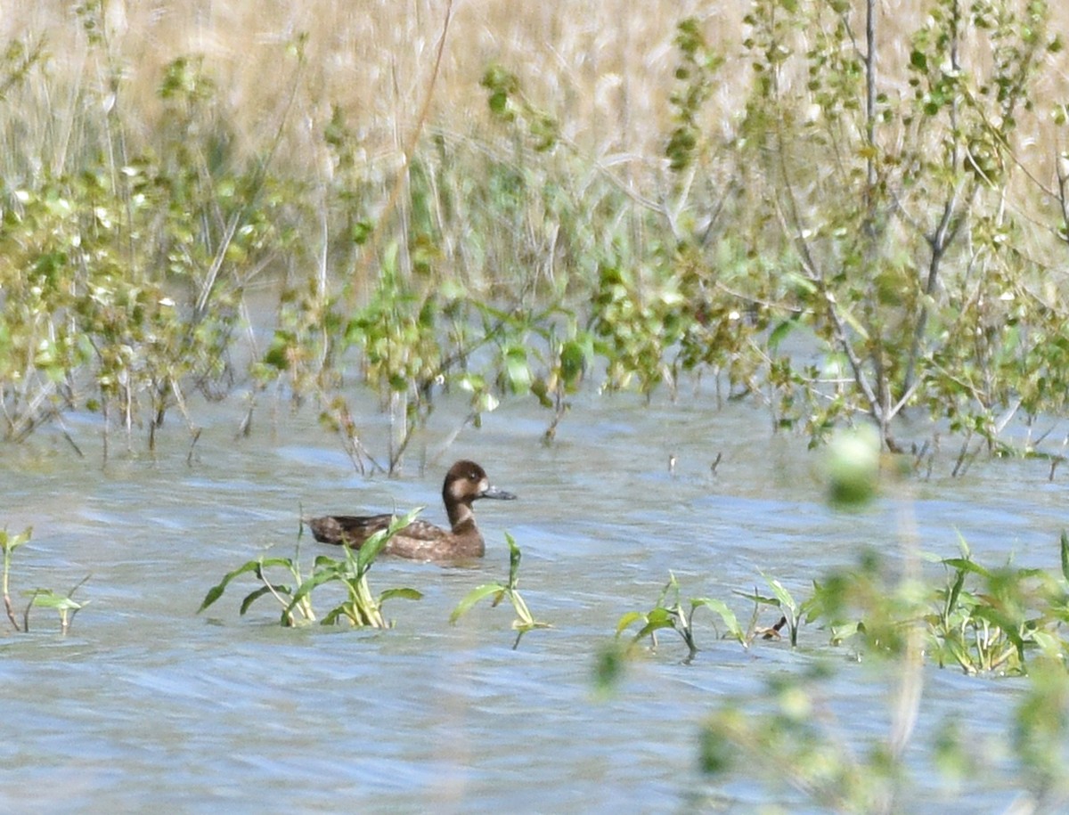 Lesser Scaup - Steven Mlodinow