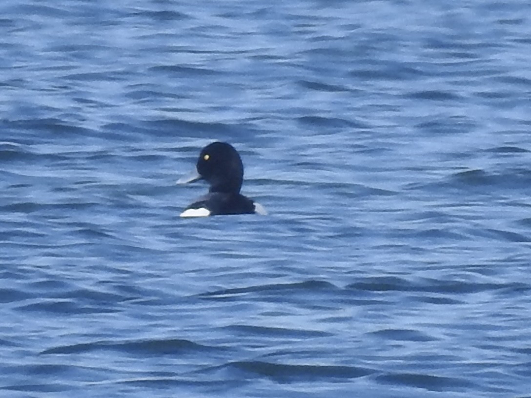 Greater Scaup - Linda Standfield