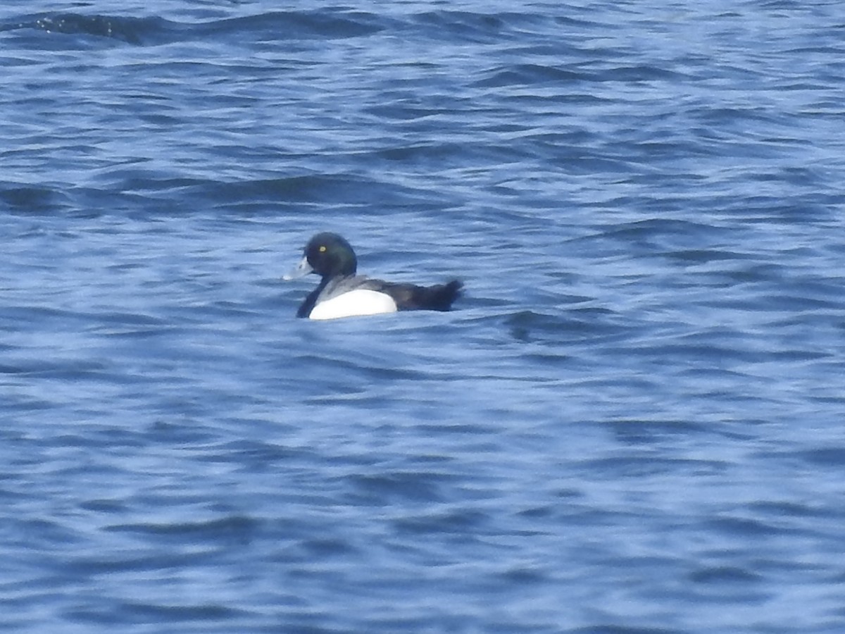 Greater Scaup - Linda Standfield