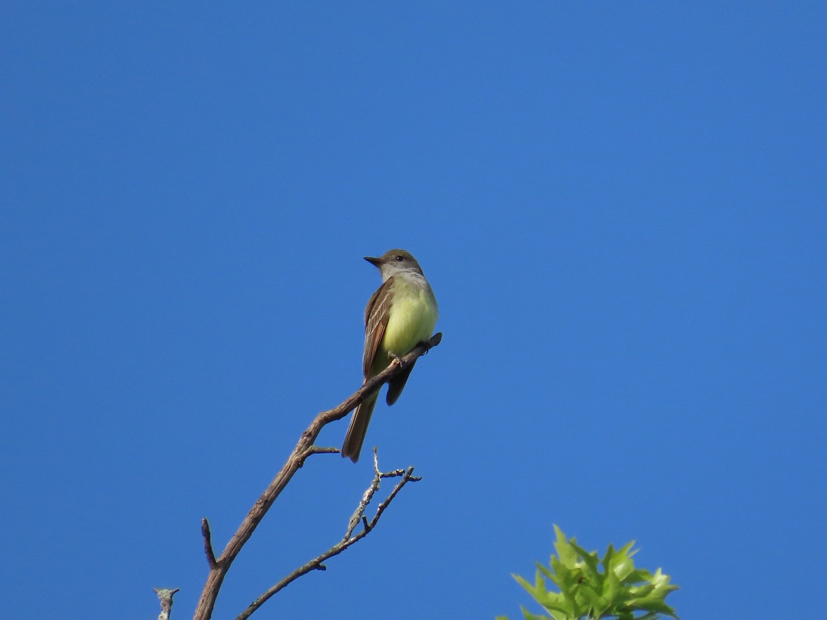 Great Crested Flycatcher - ML619588053