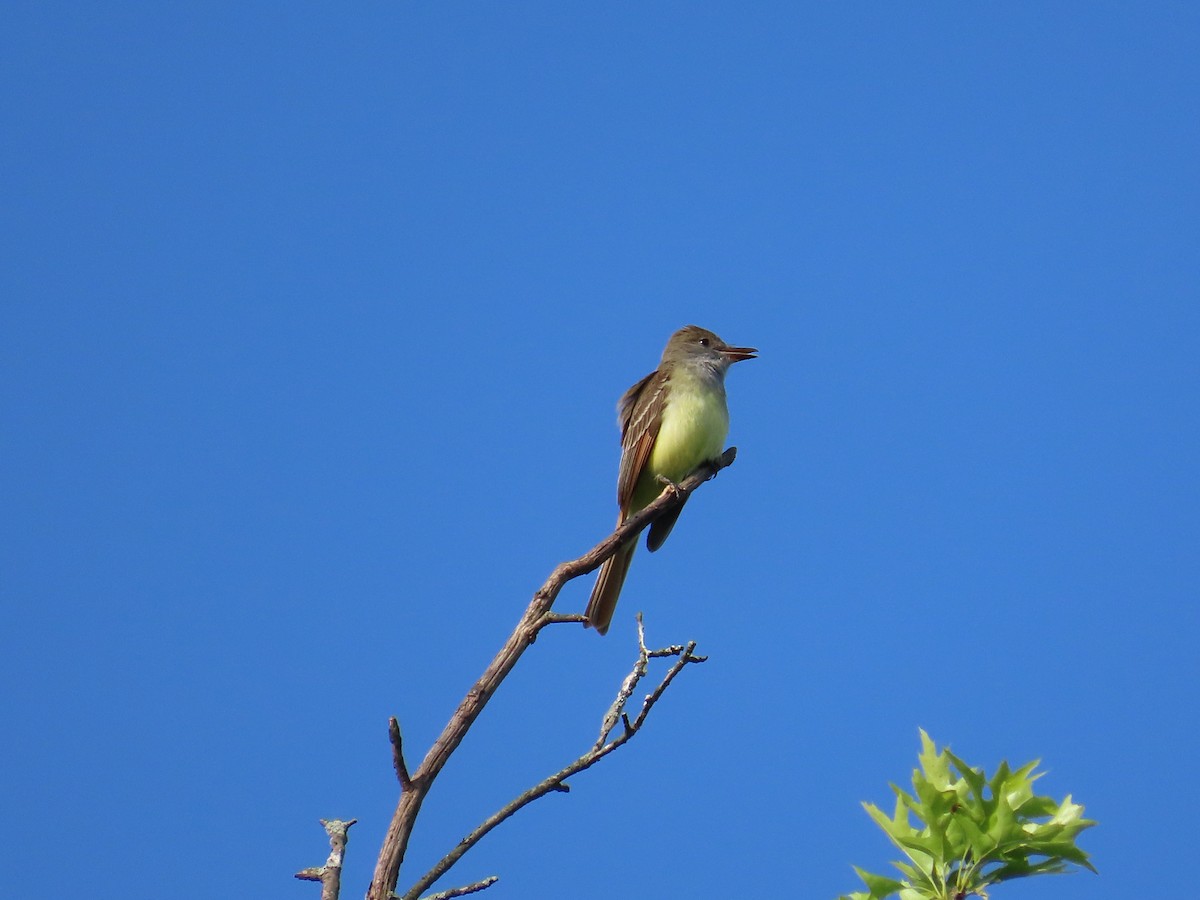 Great Crested Flycatcher - Carrie Bell