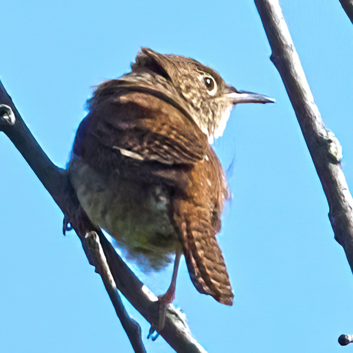 House Wren - Bob Carlyle