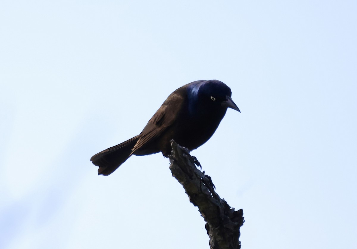 Common Grackle - Thomas Kleespies