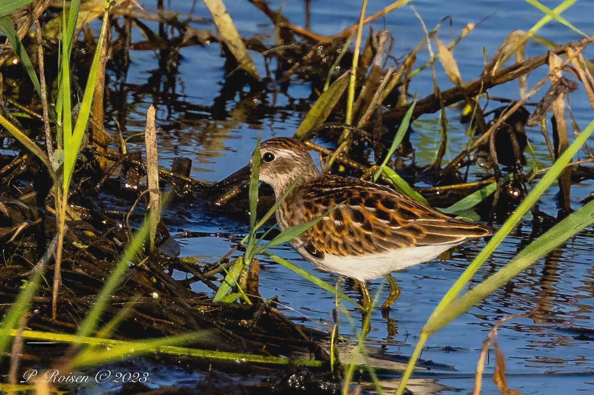 Least Sandpiper - Paul Roisen