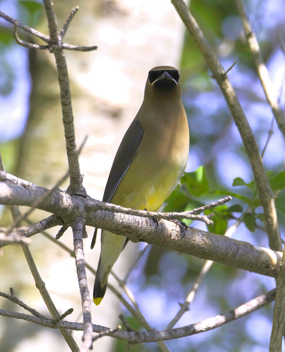 Cedar Waxwing - Sue Riffe