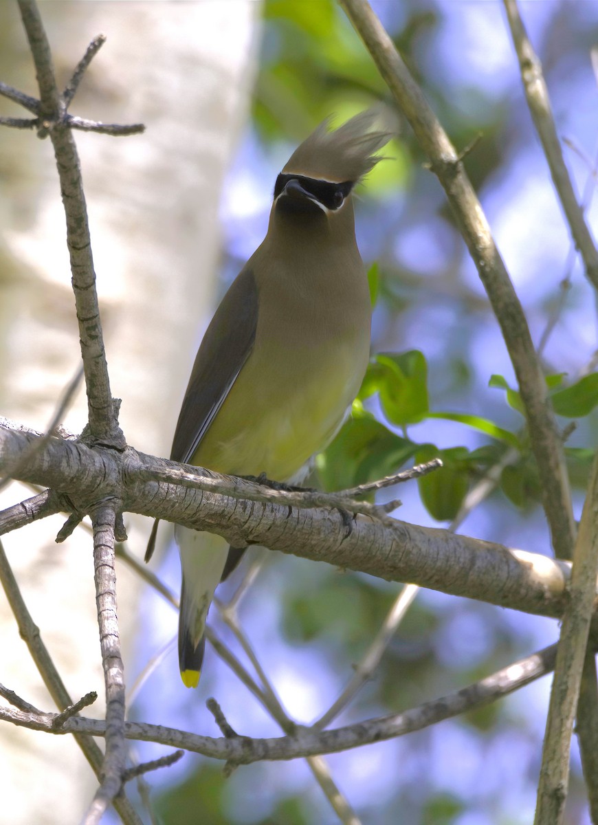 Cedar Waxwing - Sue Riffe