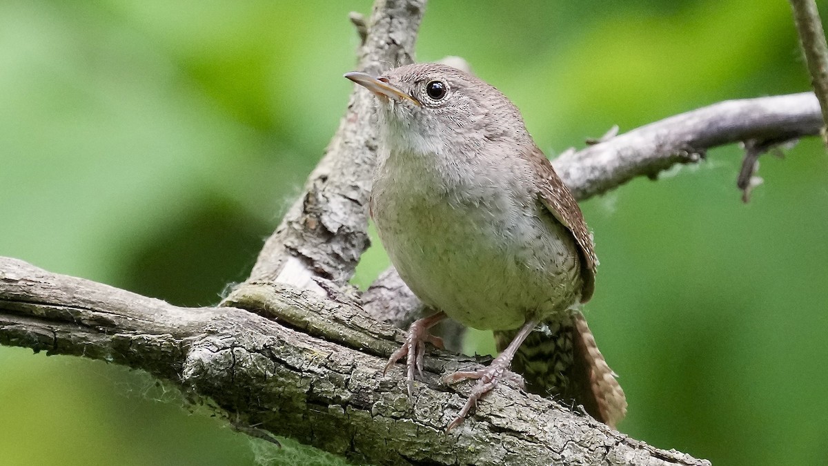 House Wren - Sunil Thirkannad