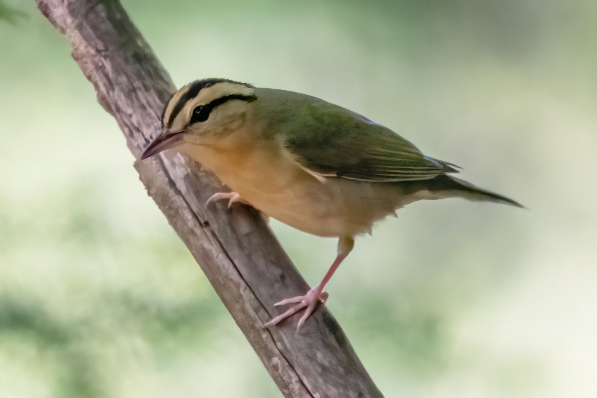 Worm-eating Warbler - James Hoagland