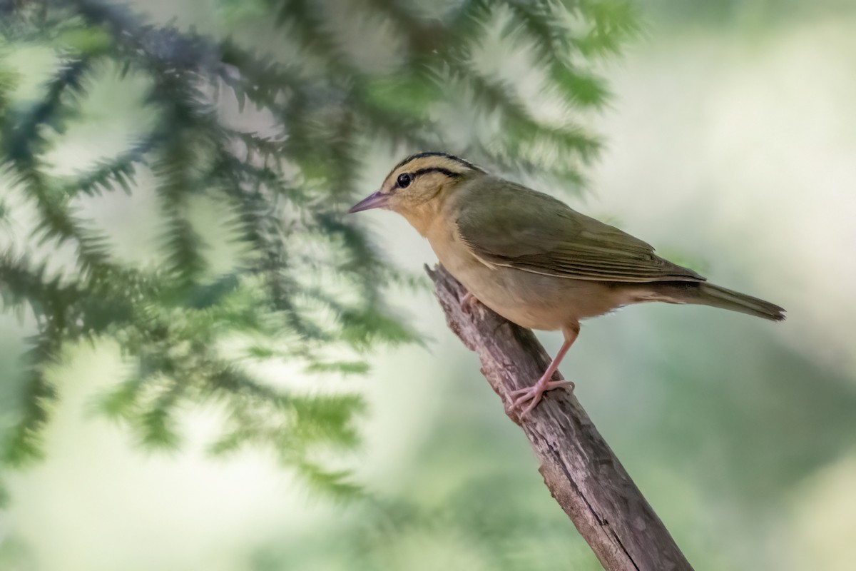 Worm-eating Warbler - James Hoagland