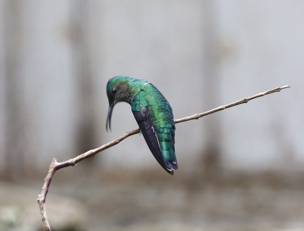 Steely-vented Hummingbird - Julio P