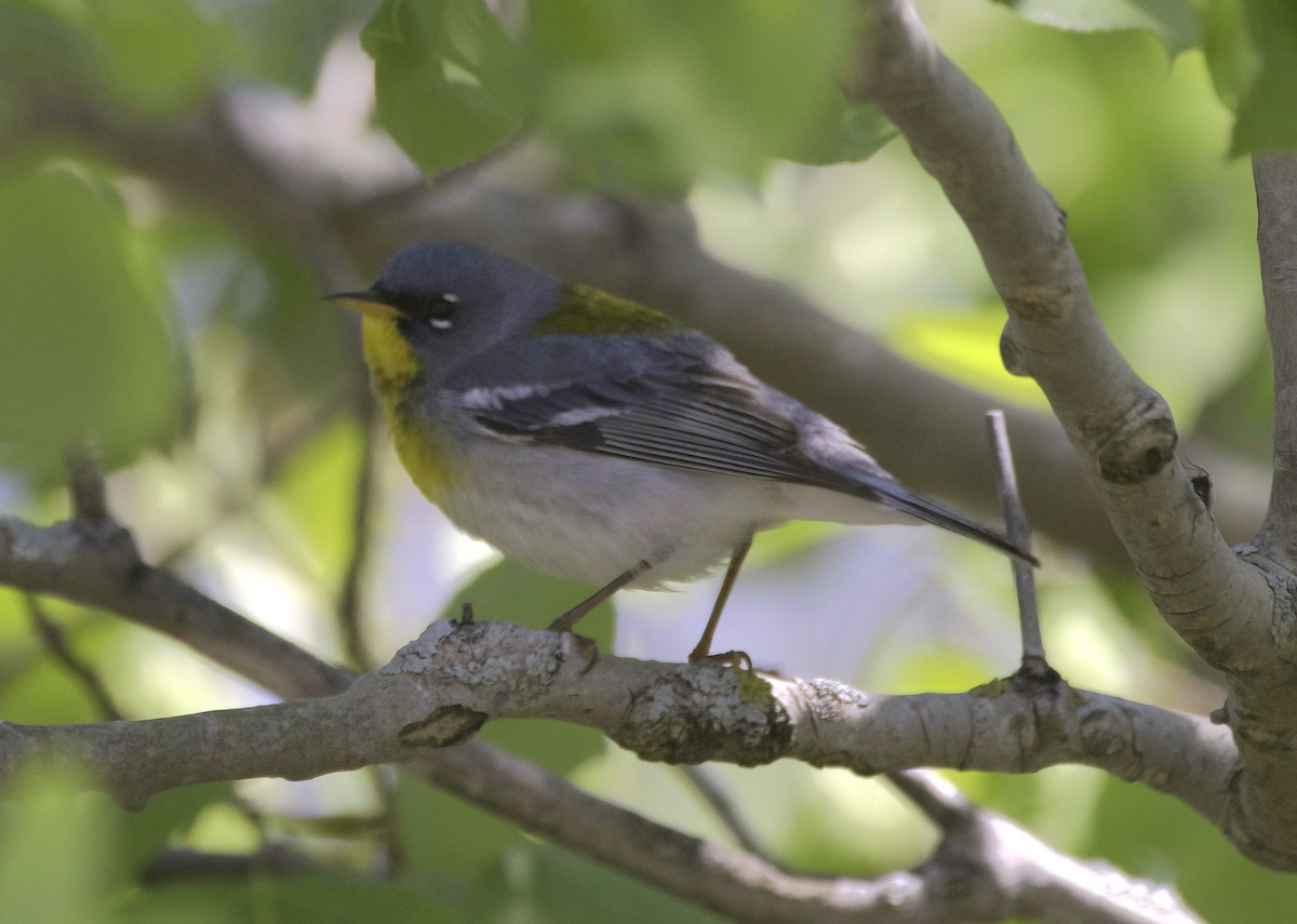 Northern Parula - Sue Riffe