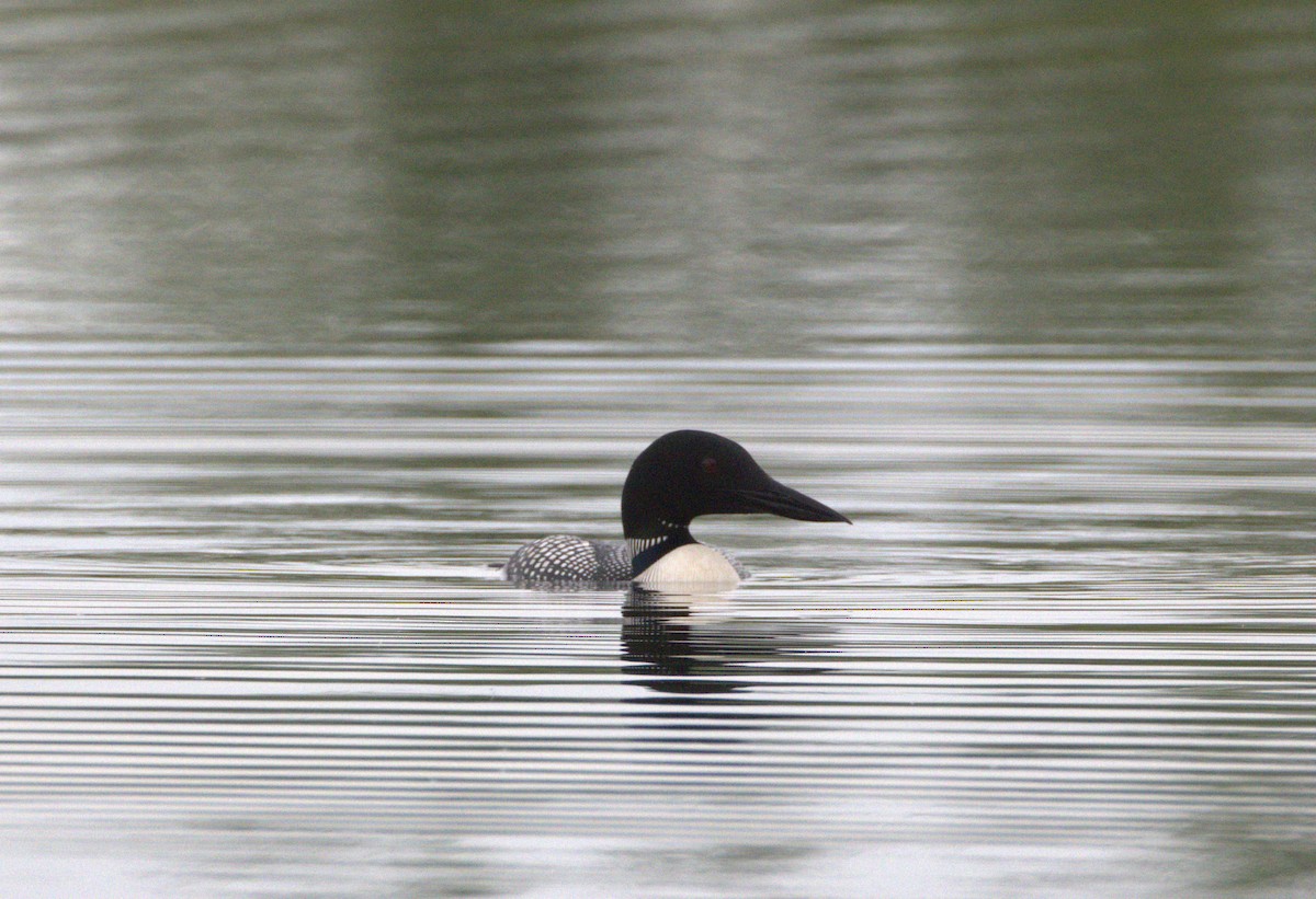 Common Loon - Anonymous