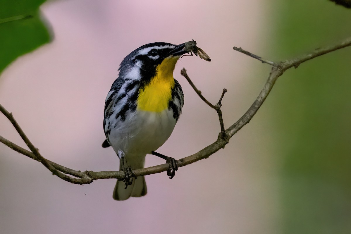 Yellow-throated Warbler - James Hoagland