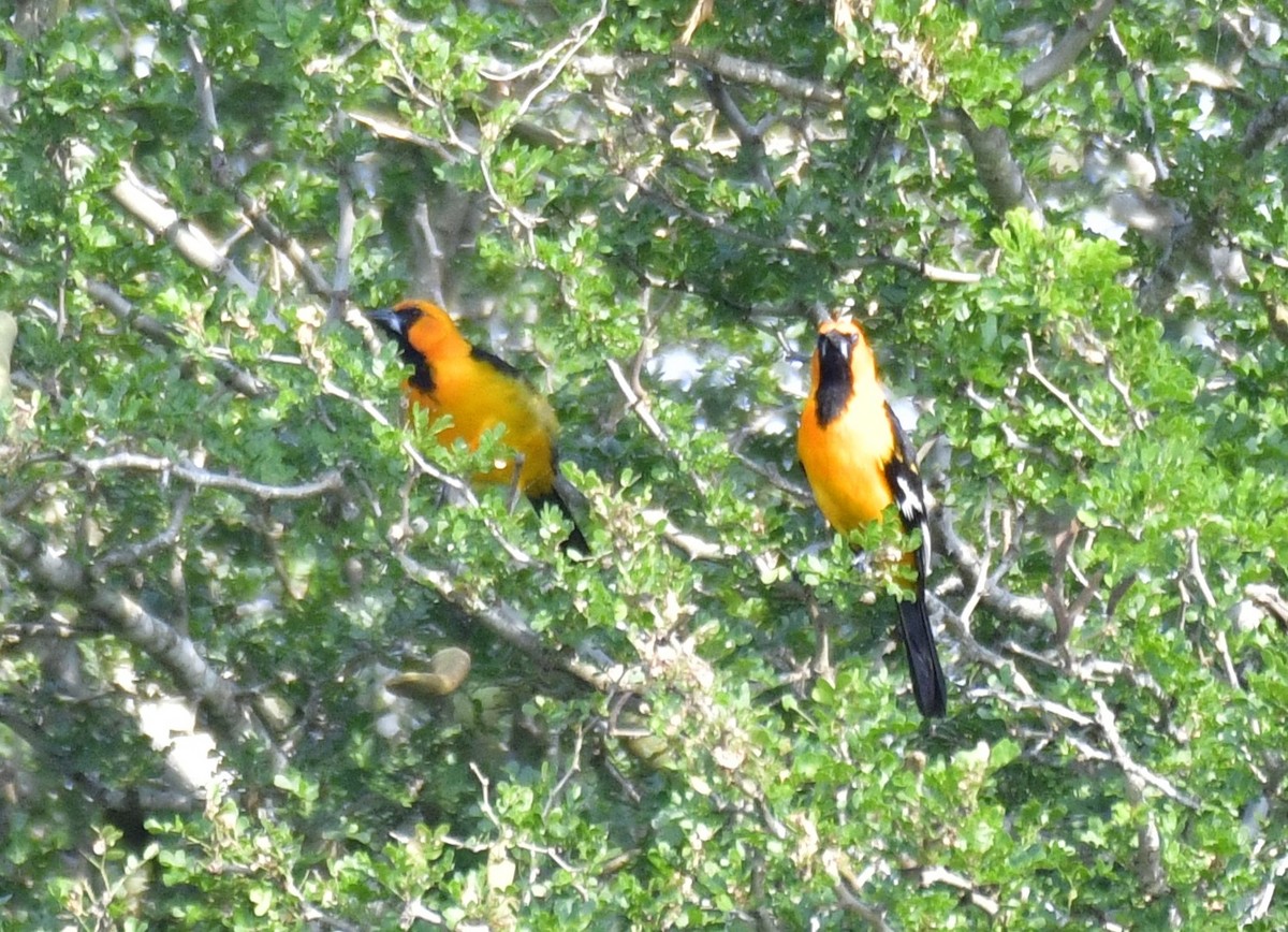 Altamira Oriole - Harrison Calvin