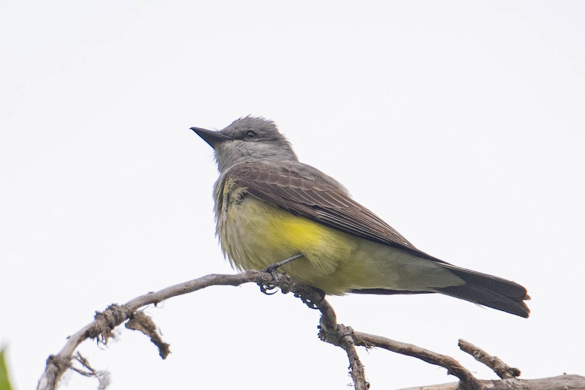 Western Kingbird - Nancy Christensen