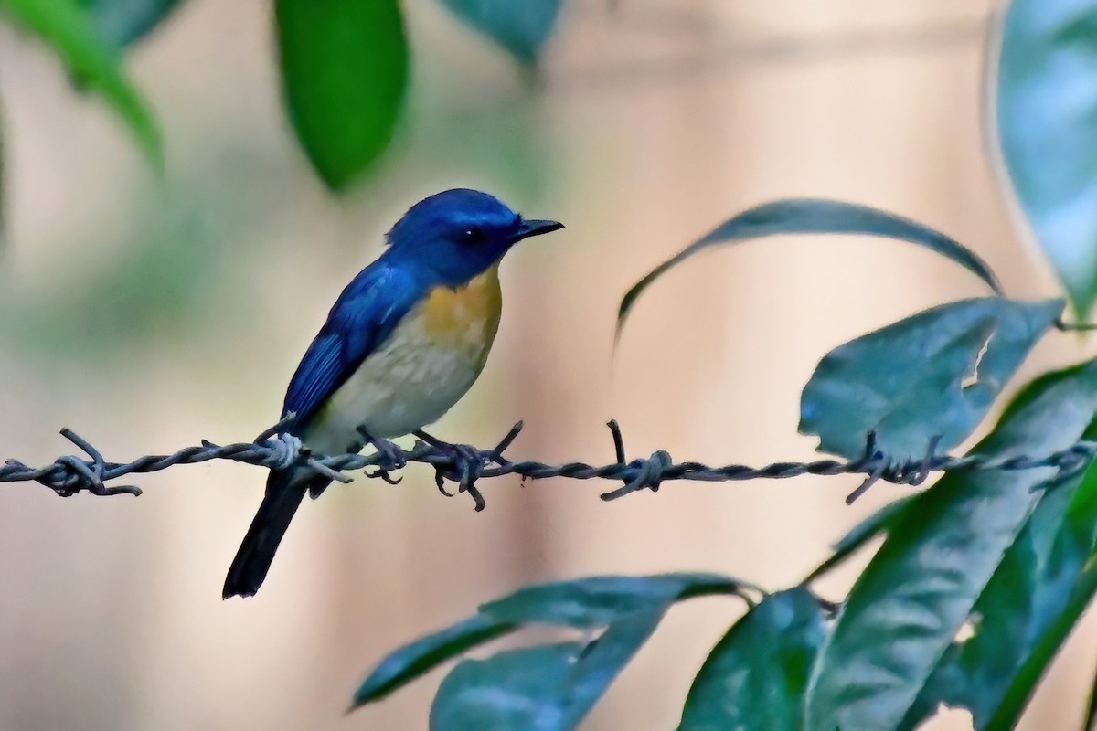 Tickell's Blue Flycatcher - Eileen Gibney