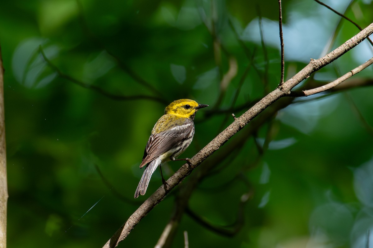 Black-throated Green Warbler - Alton Spencer