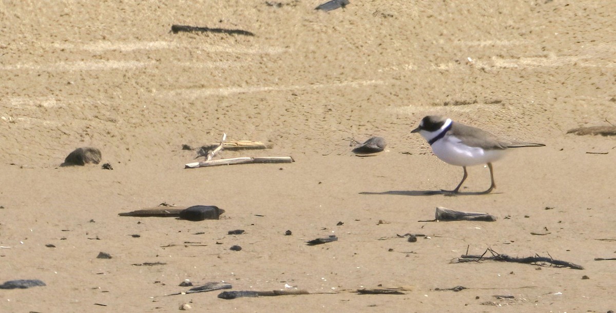 Piping Plover - Sue Riffe