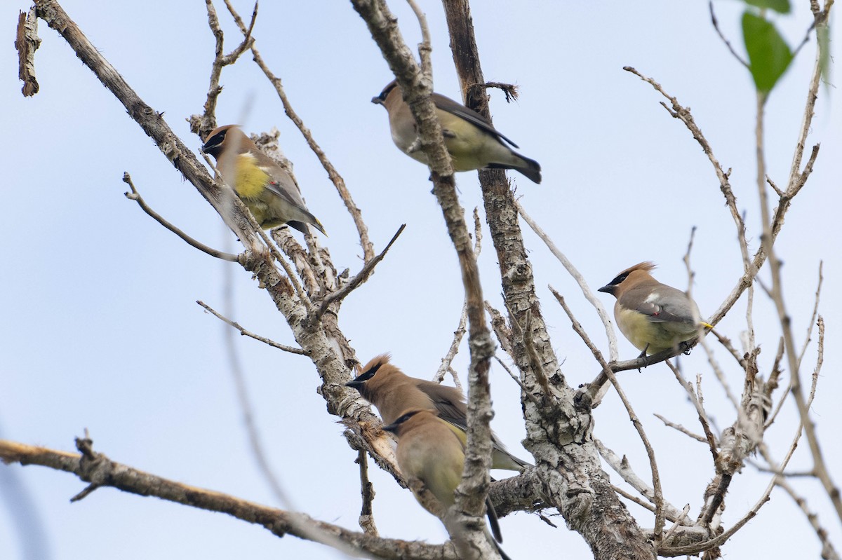 Cedar Waxwing - Nancy Christensen