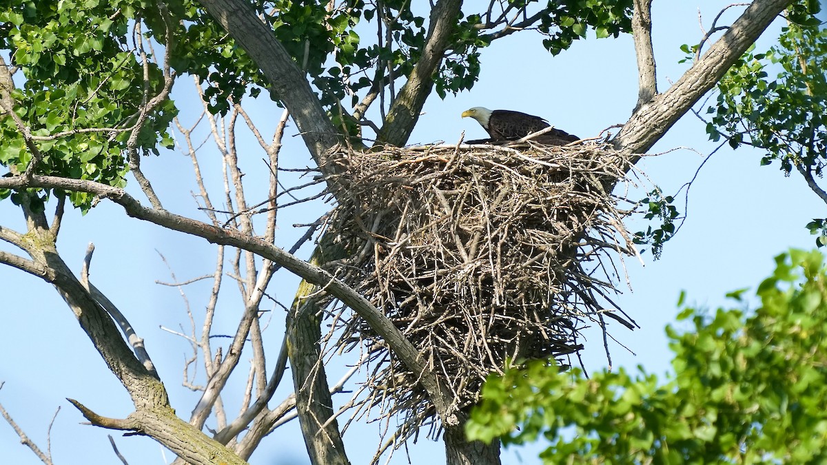 Bald Eagle - Sunil Thirkannad