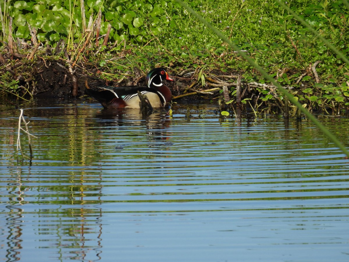 Wood Duck - ML619588127