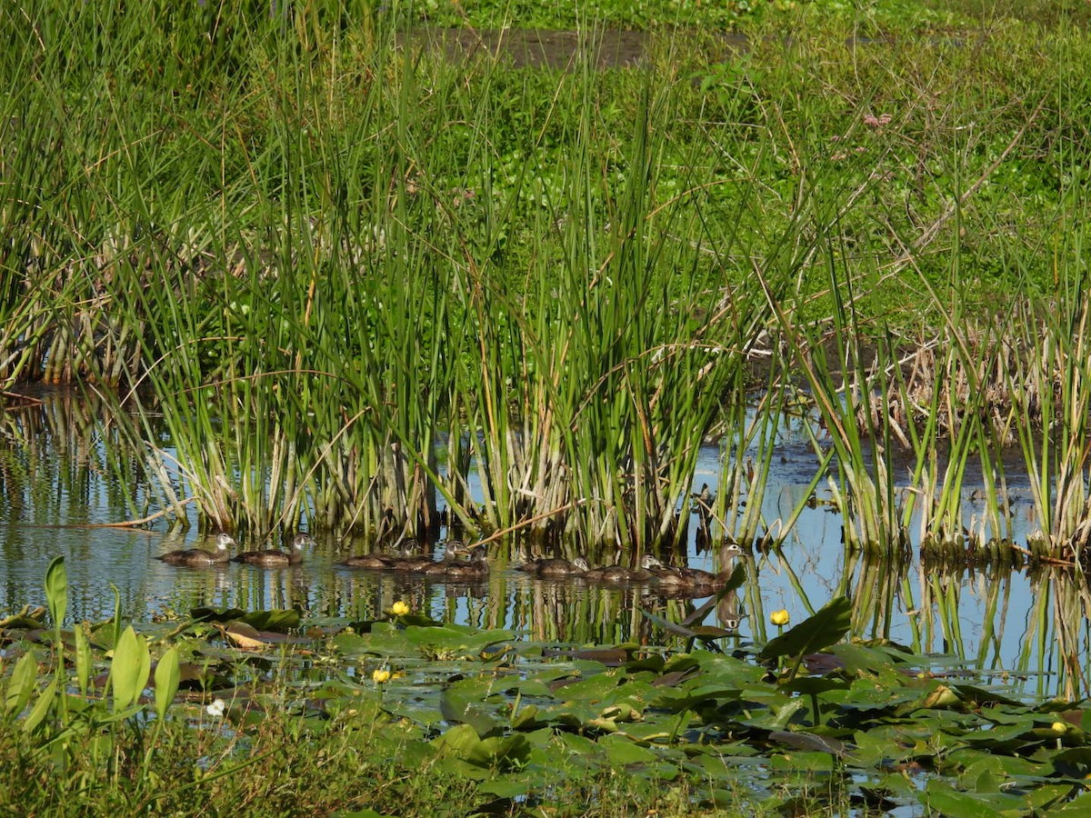 Wood Duck - ML619588129