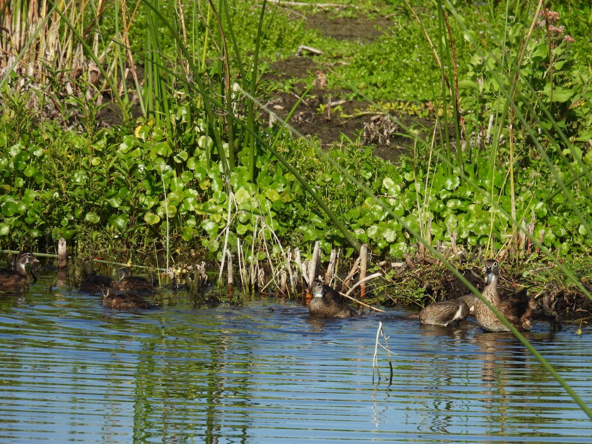 Wood Duck - ML619588131