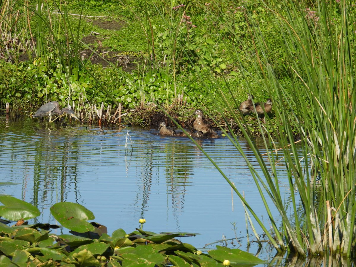 Wood Duck - ML619588132