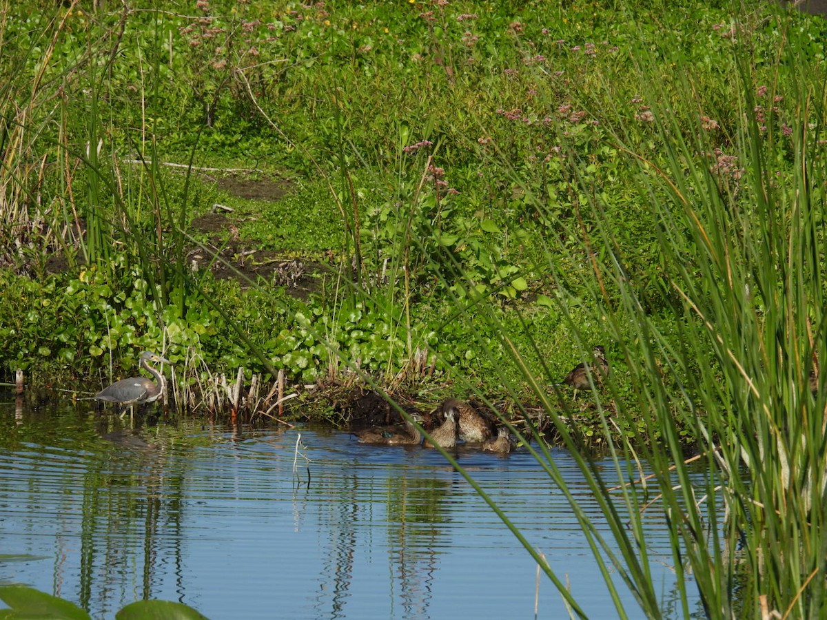 Wood Duck - ML619588133