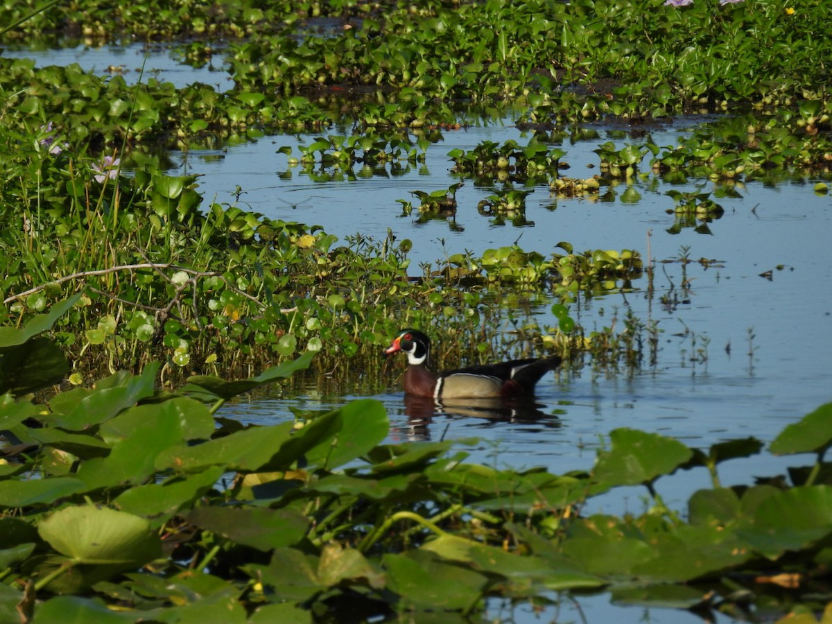 Wood Duck - ML619588134