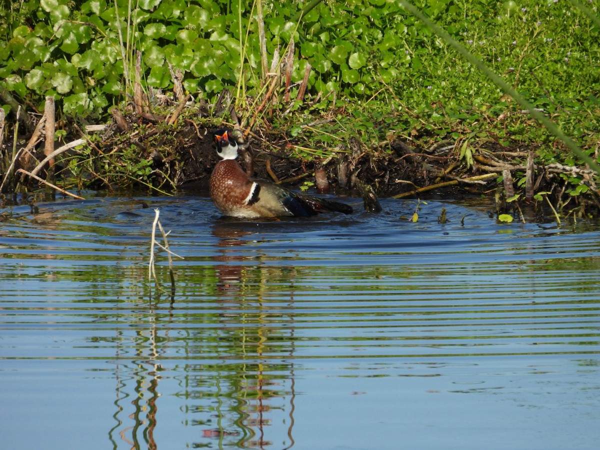 Wood Duck - ML619588135