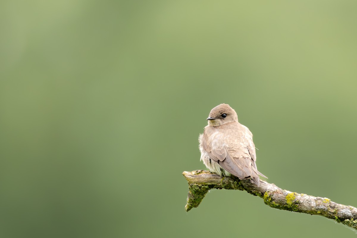 Northern Rough-winged Swallow - ML619588136