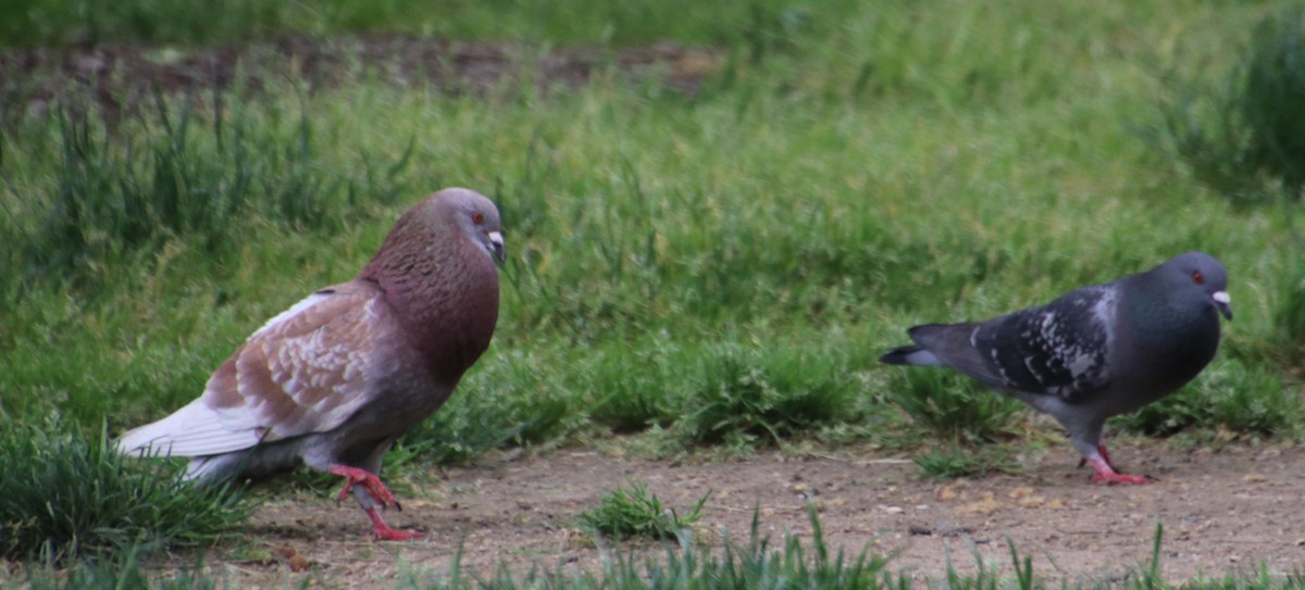 Rock Pigeon (Feral Pigeon) - ML619588138