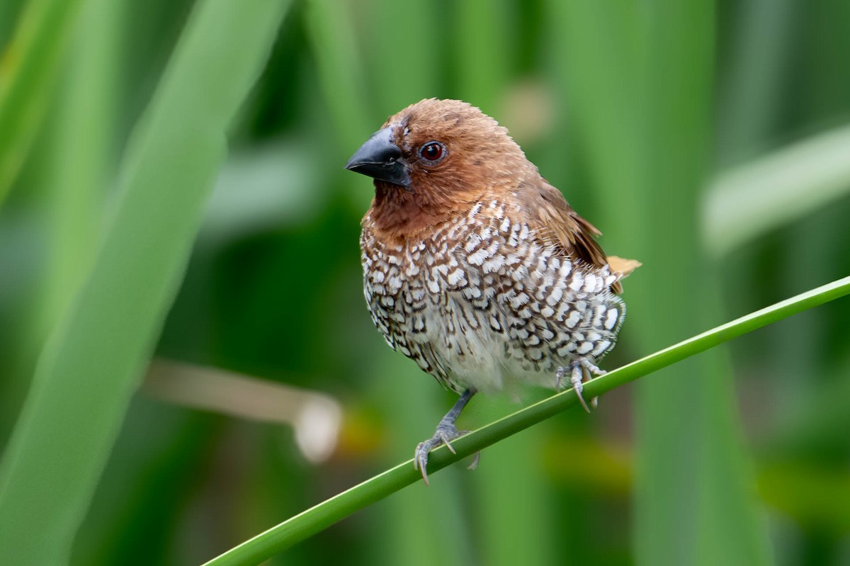 Scaly-breasted Munia - Nancy Christensen