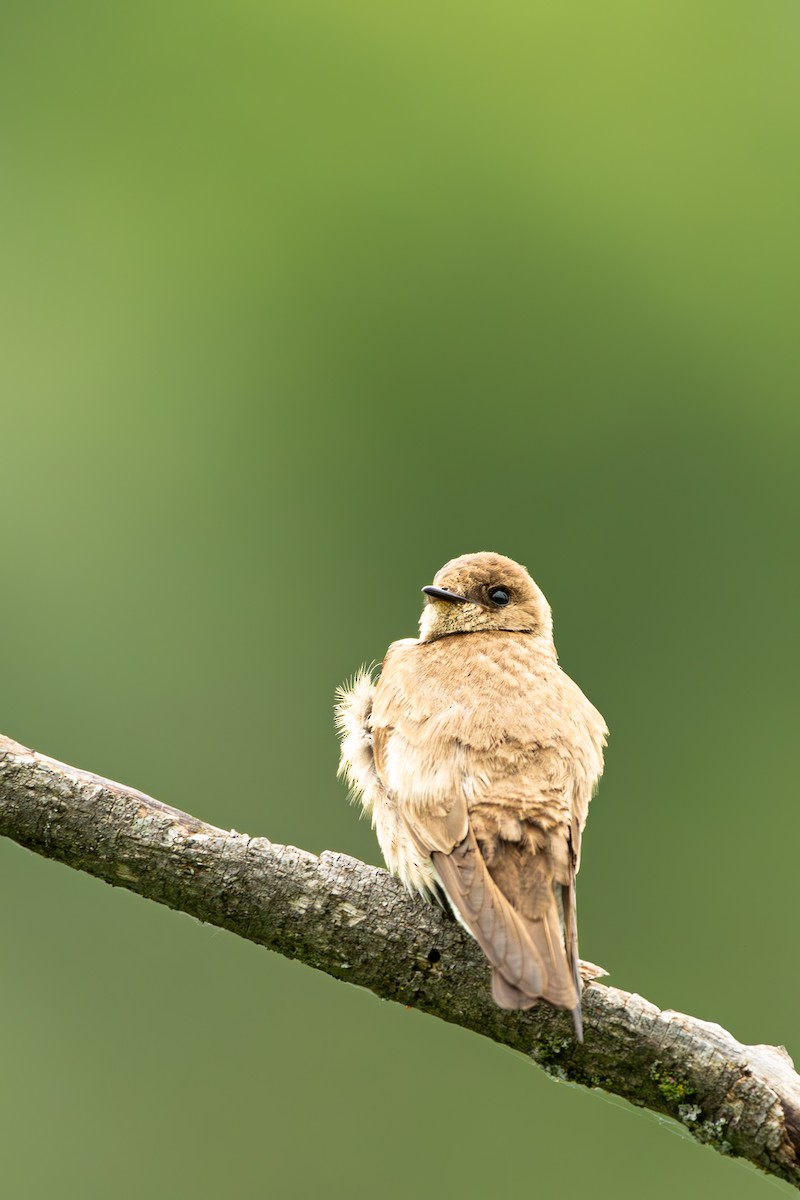 Northern Rough-winged Swallow - ML619588144