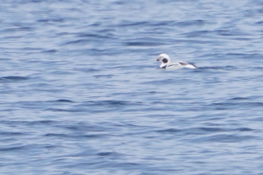 Long-tailed Duck - Cliff Halverson