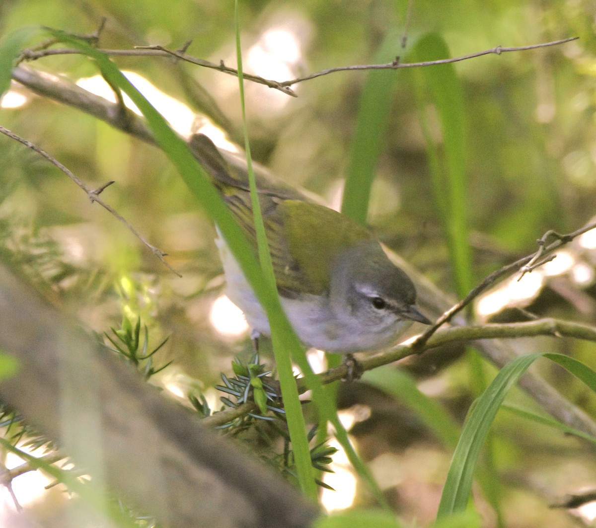 Tennessee Warbler - Sue Riffe