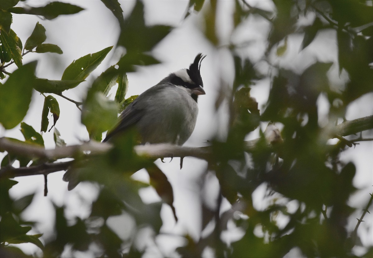 Black-crested Finch - Juan Bardier