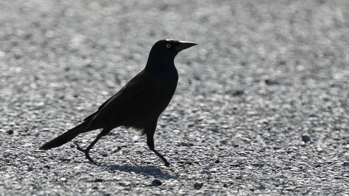 Common Grackle - Sunil Thirkannad