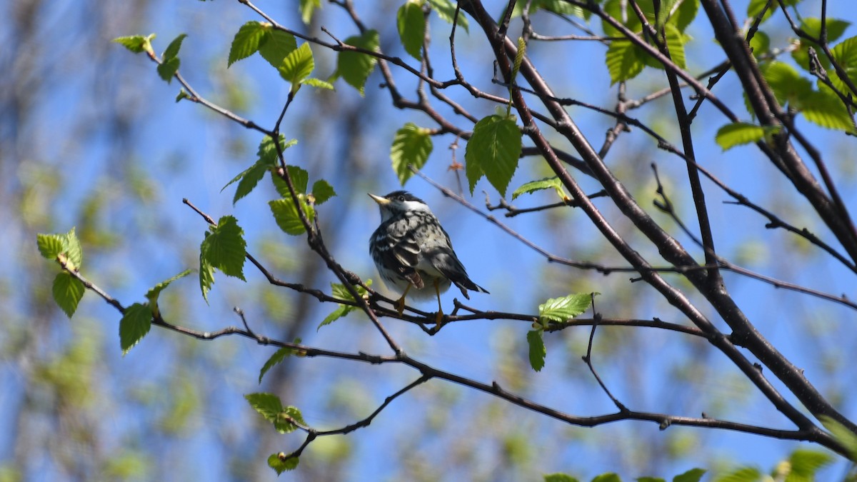 Blackpoll Warbler - Marc Poirier