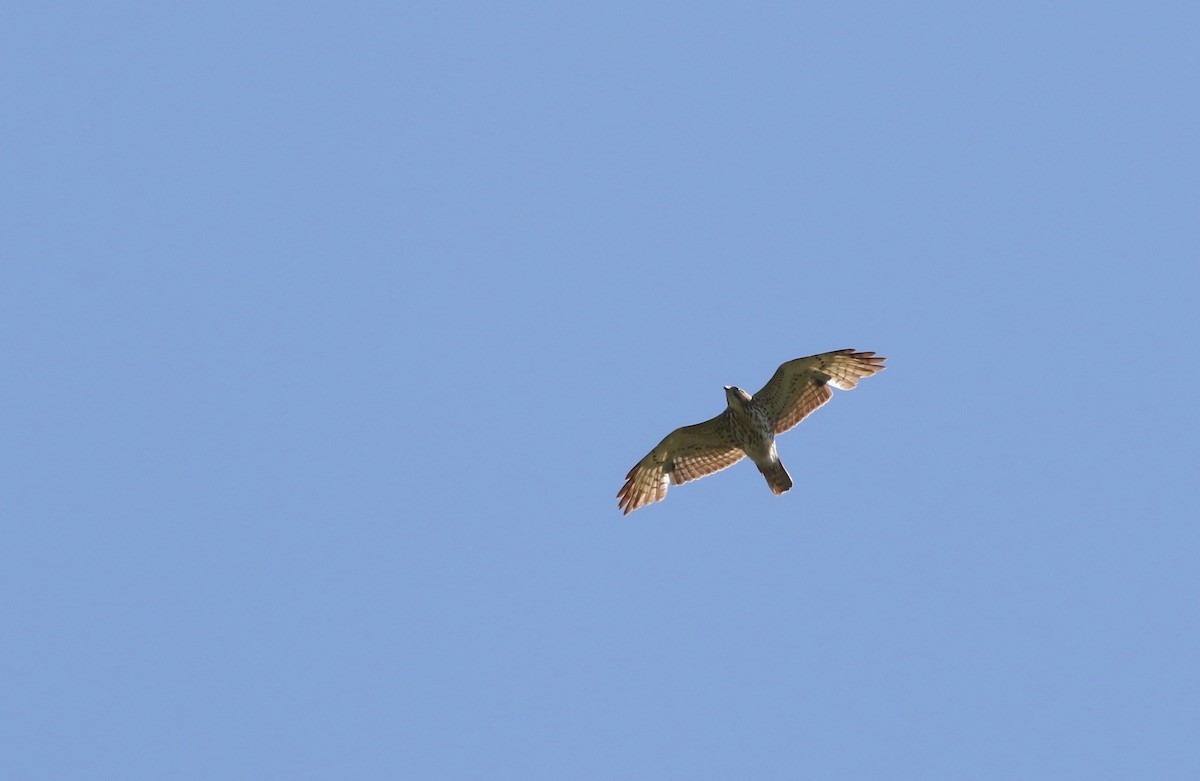 Broad-winged Hawk - Aaron Graham