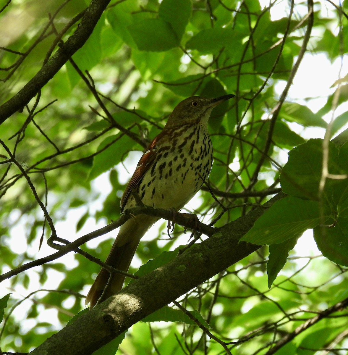 Brown Thrasher - Tracy Wiczer