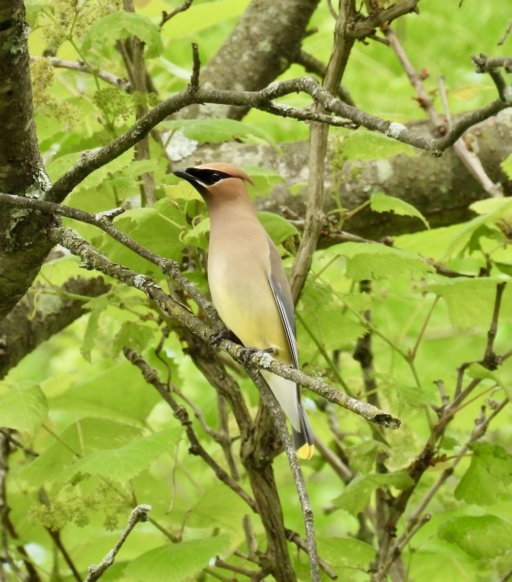 Cedar Waxwing - Tracy Wiczer