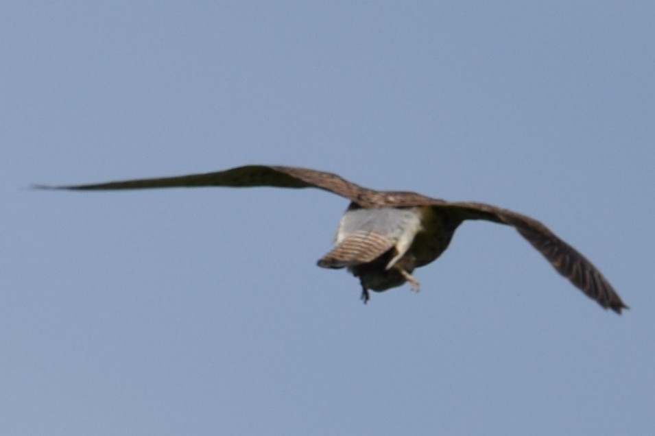 Eurasian Kestrel - Hiroyoshi Taniguchi