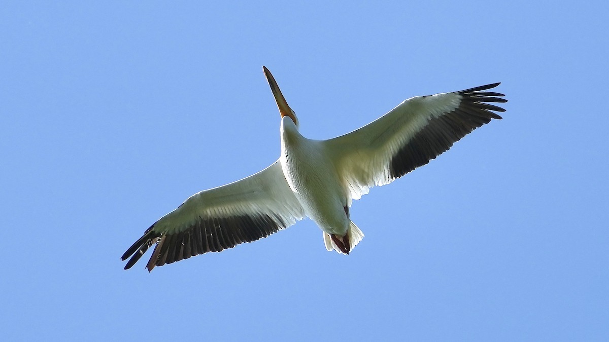 American White Pelican - Sunil Thirkannad