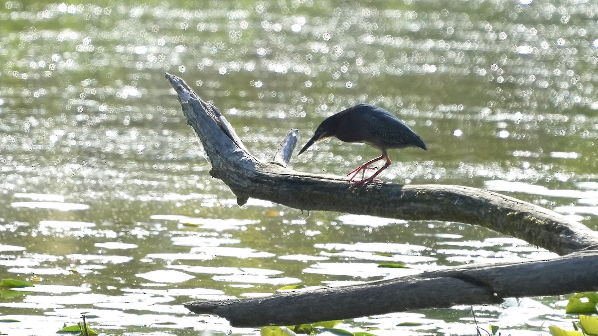 Green Heron - Sunil Thirkannad