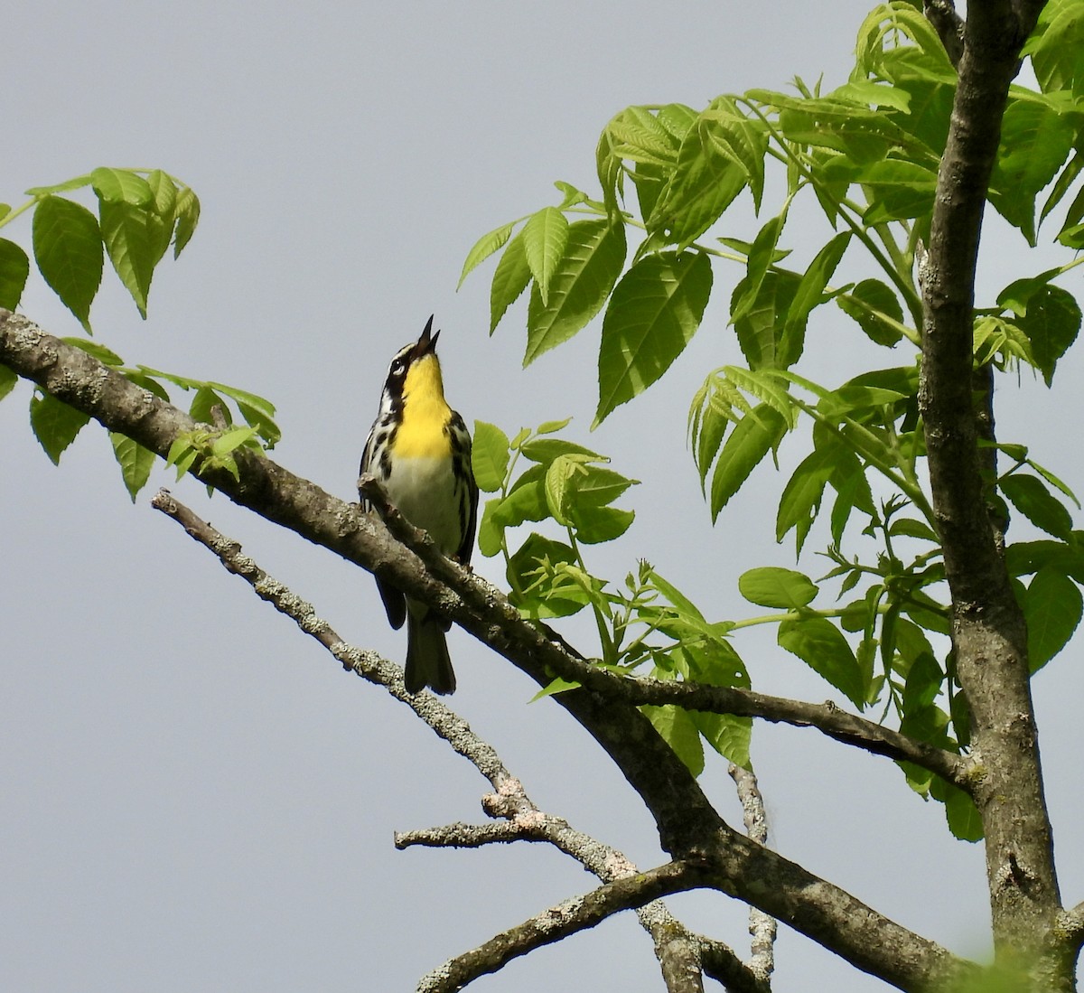 Yellow-throated Warbler - Tracy Wiczer